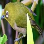 image of bird