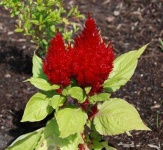image of flower
