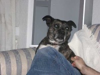 image of animal