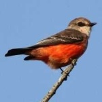 image of bird