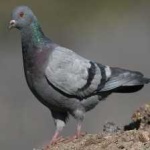 image of rock_dove