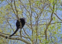image of howler_monkey