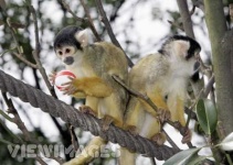 image of squirrel_monkey
