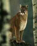 image of cougar_body