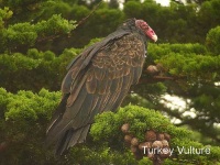 image of vulture