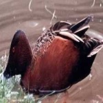 image of bird