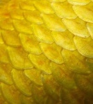 image of texture