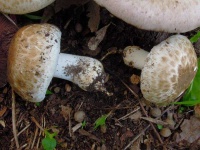 image of mushrooms