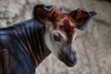 image of animal