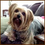 image of animal