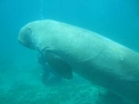 image of dugong