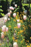 image of garden
