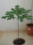 image of pot