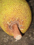 image of jackfruit