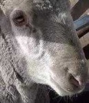 image of animal