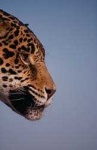 image of jaguar_car