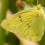 image of animal