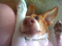image of ibizan_hound