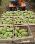 image of custard_apple #6