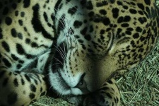 image of jaguar_car