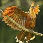 image of bird