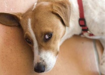 image of english_foxhound