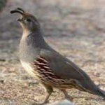 image of bird