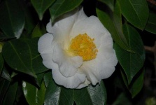 image of flower