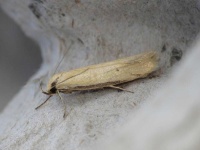 image of animal