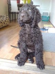 image of irish_water_spaniel