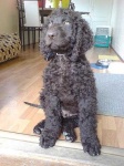 image of irish_water_spaniel #5