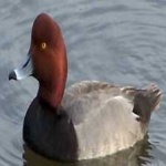 image of bird