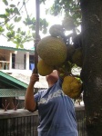 image of jackfruit