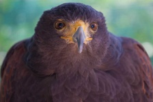 image of animal