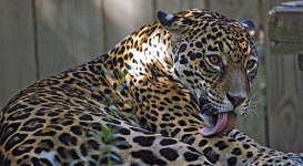 image of jaguar_car