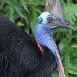 image of bird
