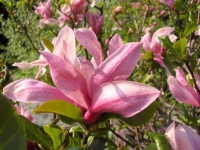 image of magnolia #55