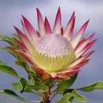 image of flower