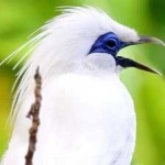 image of bird