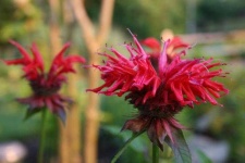 image of flower