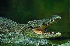 image of crocodile