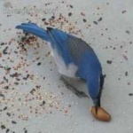 image of bird