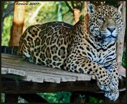 image of jaguar_car