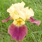 image of bearded_iris #20