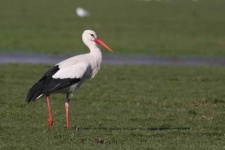 image of stork