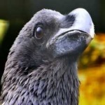image of bird