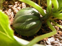 image of acorn_squash