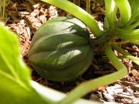 image of acorn_squash #3