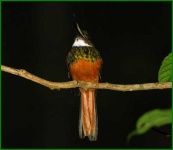 image of jacamar