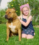 image of staffordshire_bullterrier #20